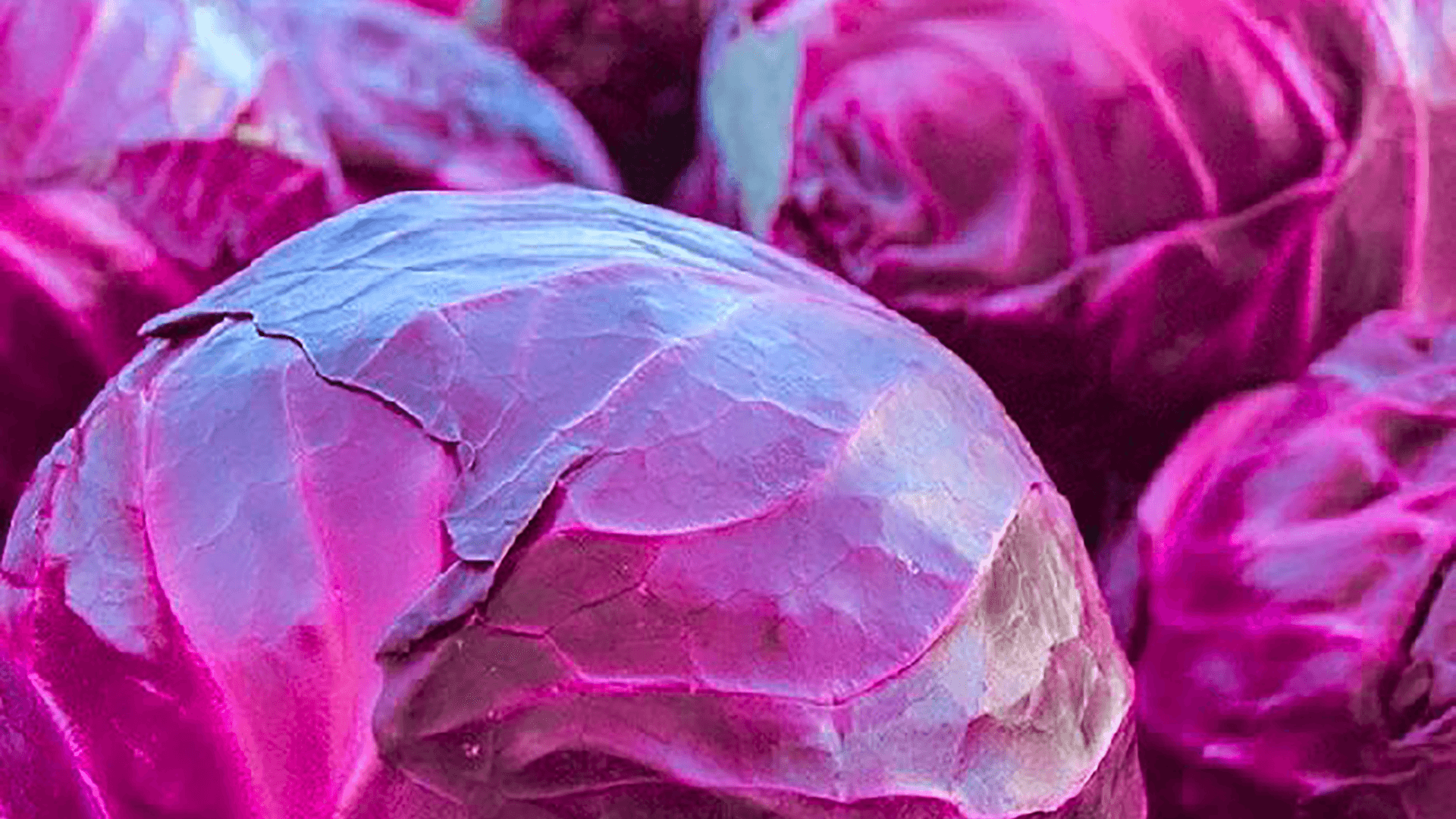 Raw Red Cabbage