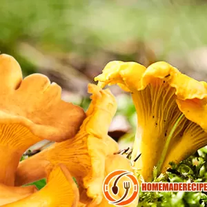 Cooking Mushrooms – Chanterelle Mushrooms