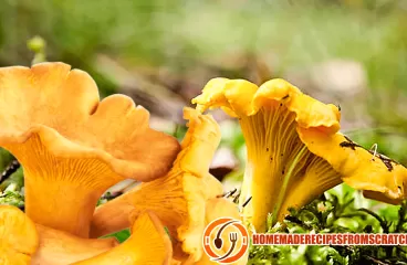 Cooking Mushrooms Springtime: Discover The Flavors Of Fresh Chanterelles {Gourmet Sauteed Chanterelle Mushrooms Recipe}<span class="rmp-archive-results-widget "><i class=" rmp-icon rmp-icon--ratings rmp-icon--star rmp-icon--full-highlight"></i><i class=" rmp-icon rmp-icon--ratings rmp-icon--star rmp-icon--full-highlight"></i><i class=" rmp-icon rmp-icon--ratings rmp-icon--star rmp-icon--full-highlight"></i><i class=" rmp-icon rmp-icon--ratings rmp-icon--star rmp-icon--full-highlight"></i><i class=" rmp-icon rmp-icon--ratings rmp-icon--star rmp-icon--full-highlight"></i> <span>5 (5)</span></span>